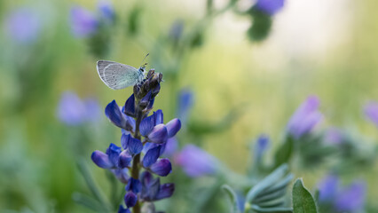 flowers and butterfly in natural life