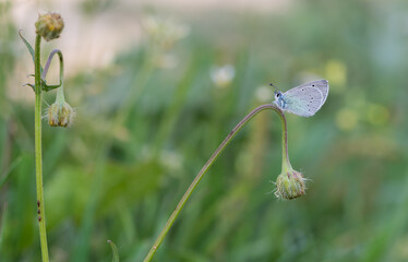 flowers and butterfly in natural life