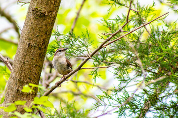 Carolina Wren Perched on a Small Branch