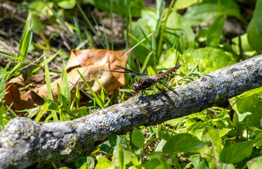 Dragonfly on a Fallen Tree Branch