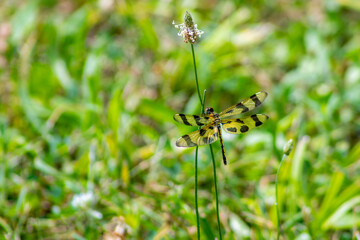Halloween Pennant Dragonfly Resting on a Stem