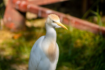 Egret Portrait