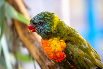 Loriini Parrot Closeup with Blurred Background