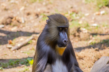 Mandrill Female Closeup