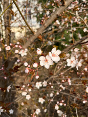 The first delicate cherry blossom - Awakening of nature in 2025.