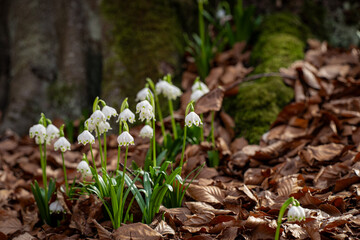 Snowdrops in the forest