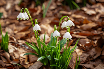 Snowdrops in the forest