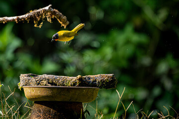 Flame throated bulbul ready to take plunge for bath, Western Ghats, Old magazine house, Ganeshgudi,...