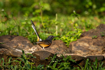 White-Rumped Shama at Old magazine house, Ganeshgudi, Dandeli, Karnataka