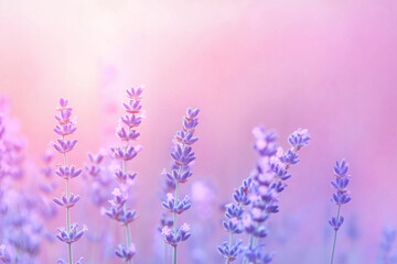 Naklejka premium Lavender flowers in soft focus, pastel background. Great for wellness, nature, relaxation, aromatherapy, and botanical themes. Calming and gentle floral image