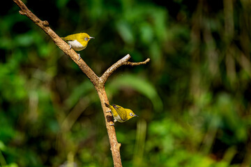 White-eye sitting on a branch at Old magazine house, Ganeshgudi, Dandeli, Karnataka, India