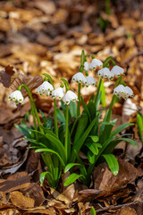 Snowdrops in the forest