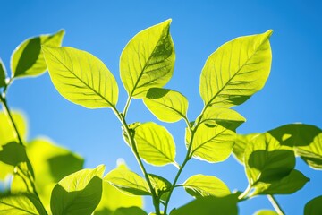 Obraz premium 青空の下で輝く緑の葉が生い茂る枝の光景