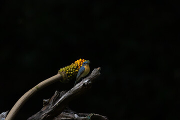 Blue fly-catcher sitting on a branch at old magazine house, ganeshgudi, dandeli, karnataka, India