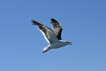 fliegende Möwe in Walvisbay