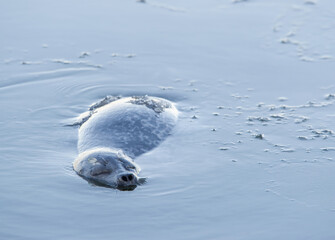 Harp Seal in Arctic Water