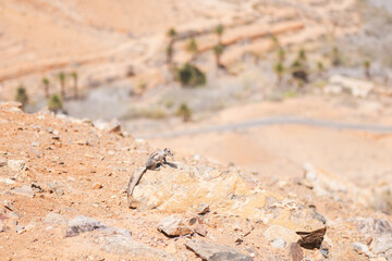 Explore wildlife in Fuerteventura's rugged terrain