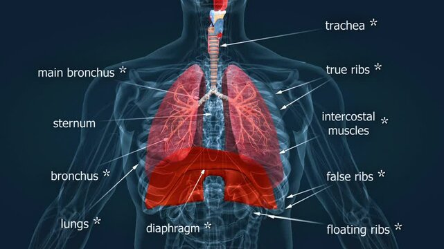 Action of diaphragm during respiration