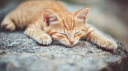 Sleeping orange cat on rock, peaceful background use