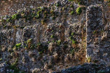 Ancient Stone Wall with Natural Vegetation Growth and moss