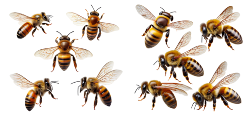 Detailed Close-Up of Multiple Honey Bees in Natural Habitat, Isolated on Transparent Background