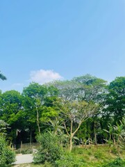 A serene natural landscape with lush greenery, vibrant foliage, and a narrow pathway leading into a dense forest under a clear blue sky