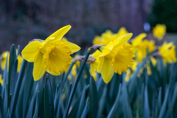 Leuchtende Frühlingsboten