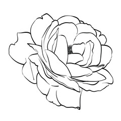 Black and white line illustration of rose flowers on a white background