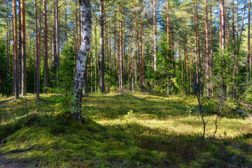 Beautiful sunlight falls on green moss in a pine forest. Soft green moss in the forest thicket.