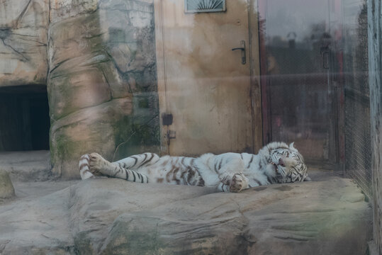 A white tiger sleeps on a rock in the zoo behind glass. The concept of a predatory animal in captivity, animal protection.