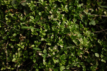 A close-up of dense green ground vegetation with small vibrant leaves. Some leaves show signs of drying, and thin grass blades weave through the foliage, creating a rich natural texture.
