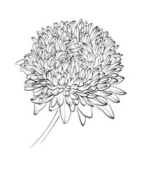 Vector outline flowers of chrysanthemum. Black and white line illustration of daisy flowers on a white background. Flower isolated on white.
