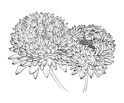 recommend clip art: Vector outline flowers of chrysanthemum. Black and white line illustration of daisy flowers on a white background. Flower isolated on white.