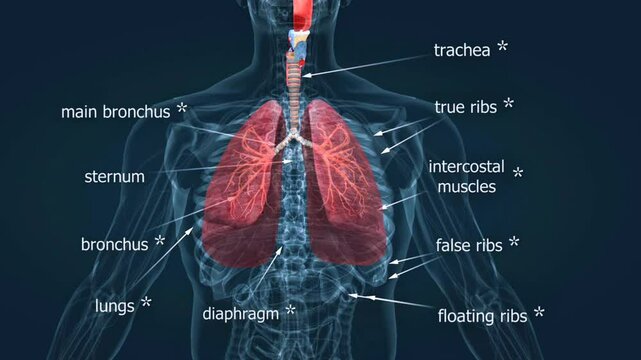 Exhalation and inhalation of respiratory system