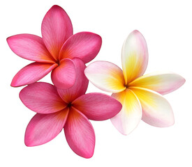 Trio of Pink and White Plumeria Flowers with Soft Gradient Petals on White Background