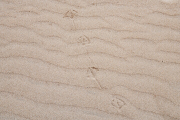 Footprints lead into the warm shores under the golden sun