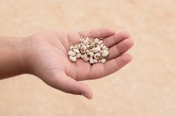 Holding a collection of coastal treasures in sandy beach surroundings