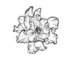 Violet flower drawn by lines. Vector illustration of African violet flower on a white background.