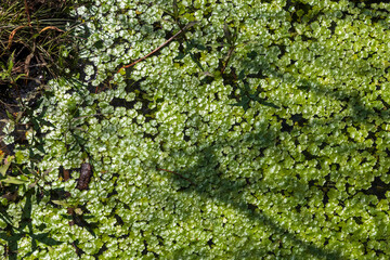 Hydrocotyle vulgaris, or marsh pennywort, is a small creeping aquatic perennial native to North Africa, Europe, the Caucasus, and parts of the Levant.