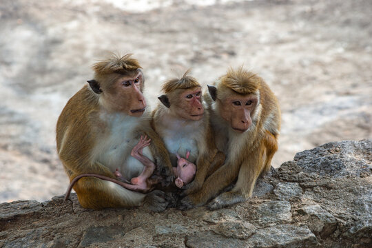 Family of toque macaques resting on rock in Sri Lanka