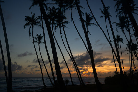 Sri Lankan beach surrounded by palm trees at sunset and with clouds