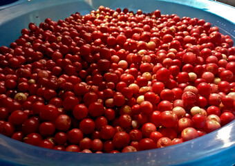 Cowberry and Lingonberry is a bright red wild berry. The berries are widely used in cooking, the...