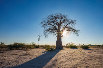 Sunset with African Baobab Tree in the wild. Adansonia digitata, also called upside-down tree,