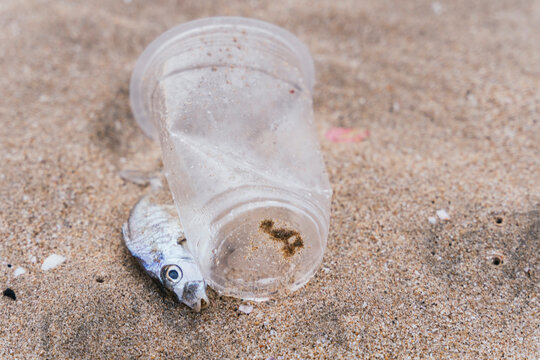 Plastic pollution on Bali beach highlighting environmental impact
