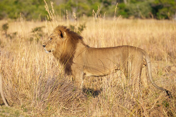 African lion (Panthera leo), male lion, Moremi game reserve, Botswana, Captivating images of Africa's lions, Experience the the wild essence of the continent.