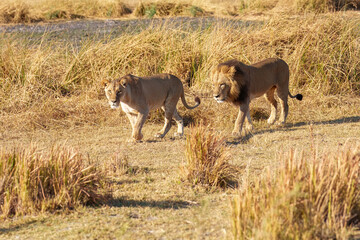 African lion (Panthera leo), male lion, Moremi game reserve, Botswana, Captivating images of Africa's lions, Experience the the wild essence of the continent.