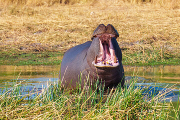 Angry Hippopotamus in the Okavanga Delta in Botswana. An aggressive hippo bull shows dominant...