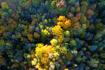 Aerial view of lush forest with colorful canopies in autumn woods on sunny day. Landscape of autumnal wild nature
