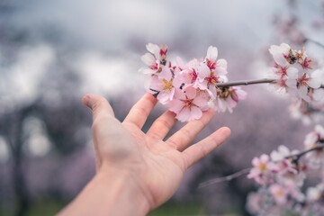Gentle touch of nature, hand reaching cherry blossoms in spring