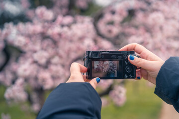 Capturing cherry blossom beauty through camera lens in spring